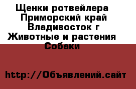 Щенки ротвейлера - Приморский край, Владивосток г. Животные и растения » Собаки   